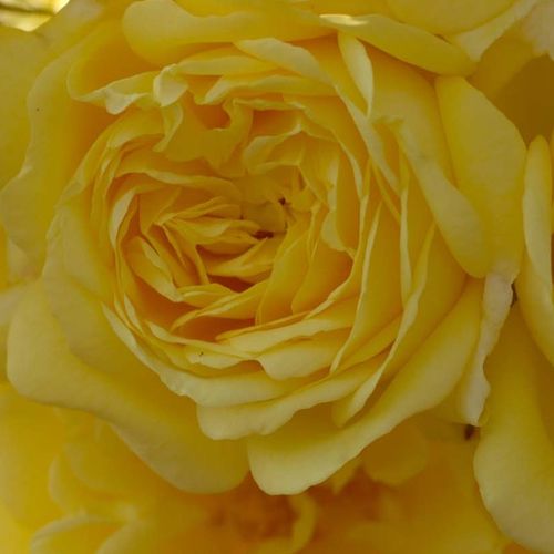 Online rózsa rendelés - Sárga - virágágyi grandiflora - floribunda rózsa - intenzív illatú rózsa - Rosa Anny Duprey® - Meilland International - Jól elágazó, bokros megjelenésű fajta. Nagy cserépbe ültetve ideális teraszok díszítésére.